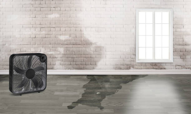 Best Local water damage restoration  in Tillson, NY